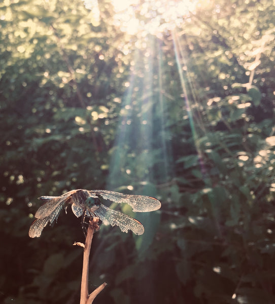 Just because I’m broken doesn’t mean I can not fly