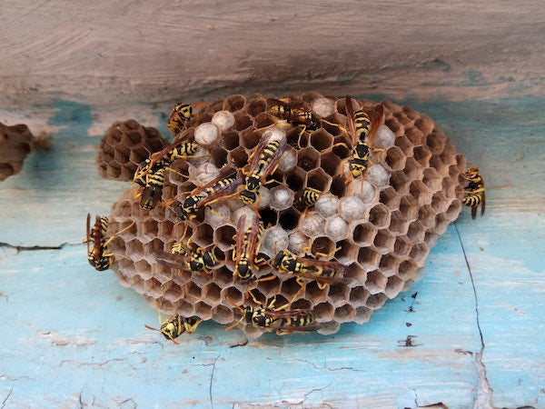 Homemade Cloth Napkins- A Cultivated Nest