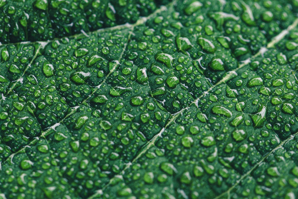 Water: A Natural Resource falls that from the sky