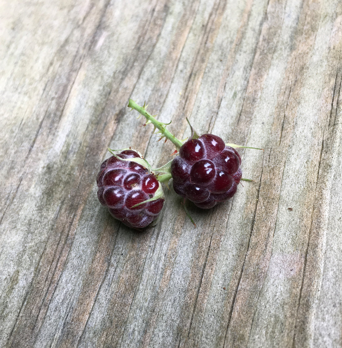 What you can learn about life from Raspberry picking