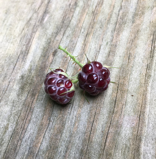 What you can learn about life from Raspberry picking